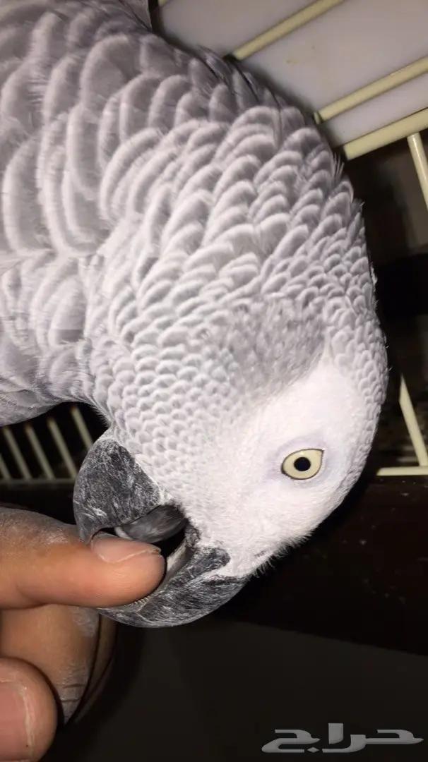 كاسكو افريقي هدد كلام (image 3)