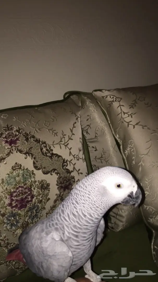 كاسكو افريقي هدد كلام (image 4)