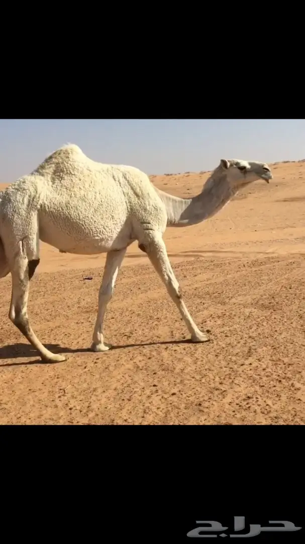 للبيع لقحه بكر (image 1)