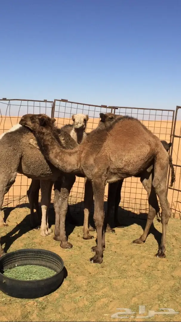 للبيع قعدان وبكار 