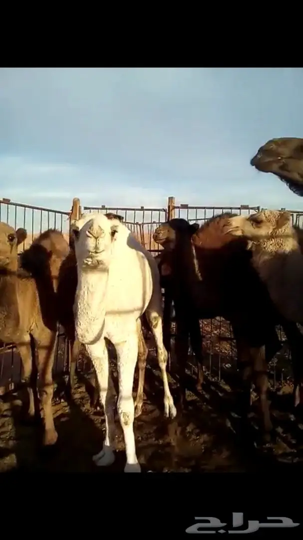 للبيع قعدان وبكار  (image 1)