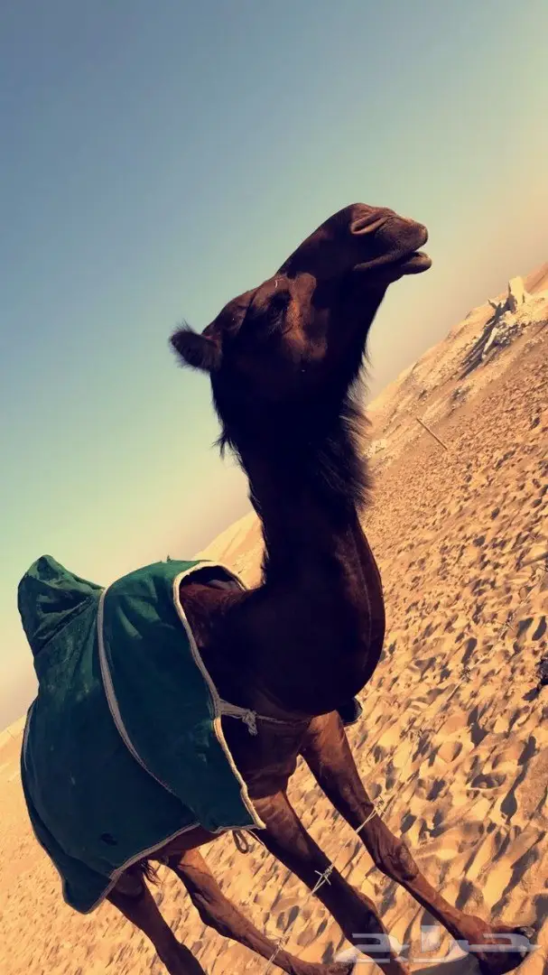 لقحه مجهم بكر ملاقي ولادها قريب (image 4)