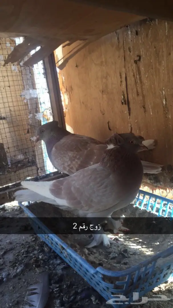 أوقدُ حمام تركية فاخر - عروق مميزة للبيع (image 6)