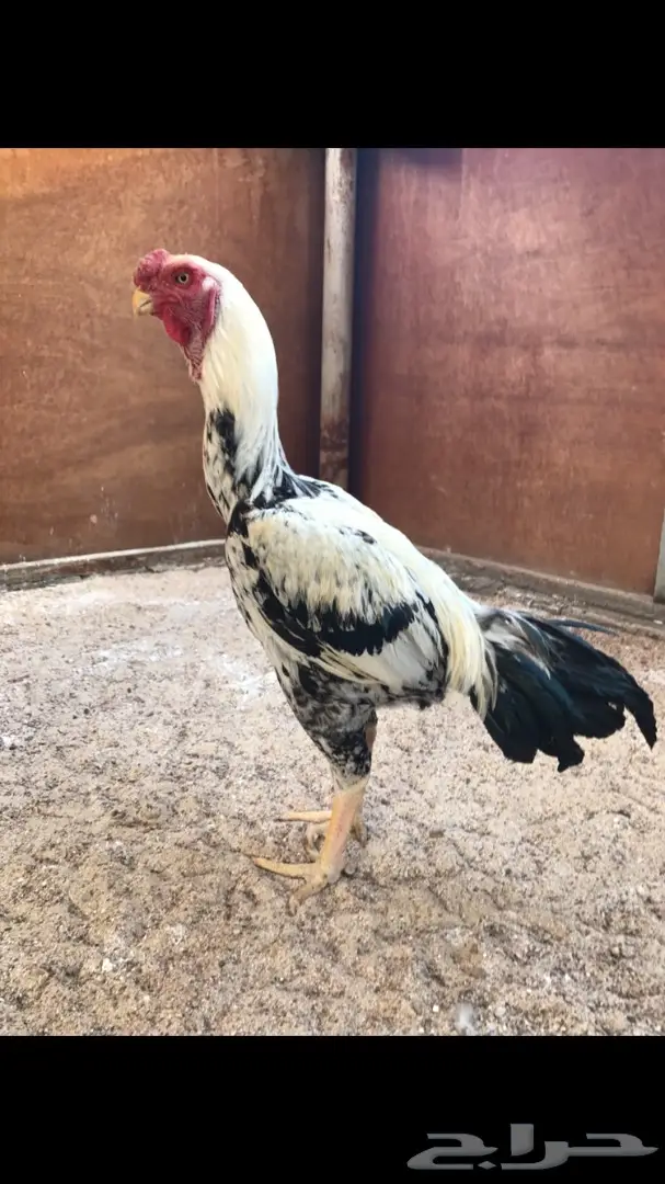 ديك حجازي فارسي 