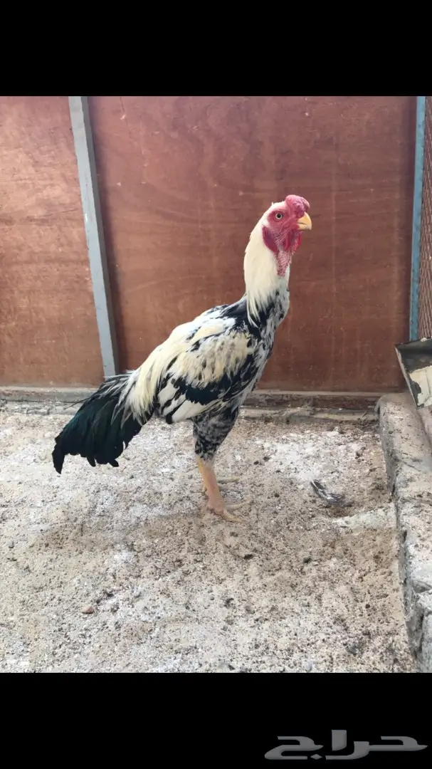 ديك حجازي فارسي  (image 1)