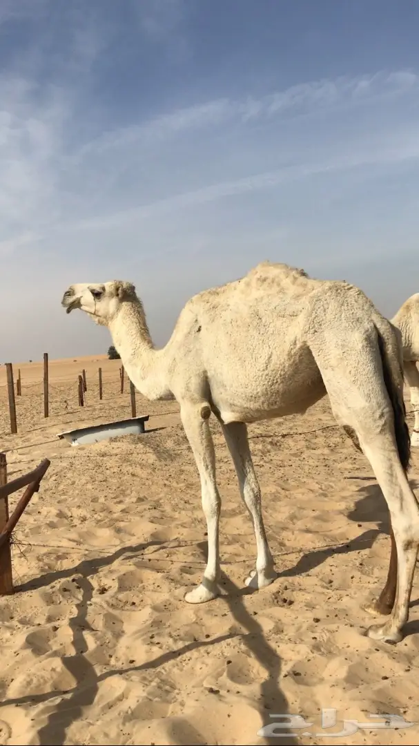 ضريبه وضحا ثنيه  (image 1)