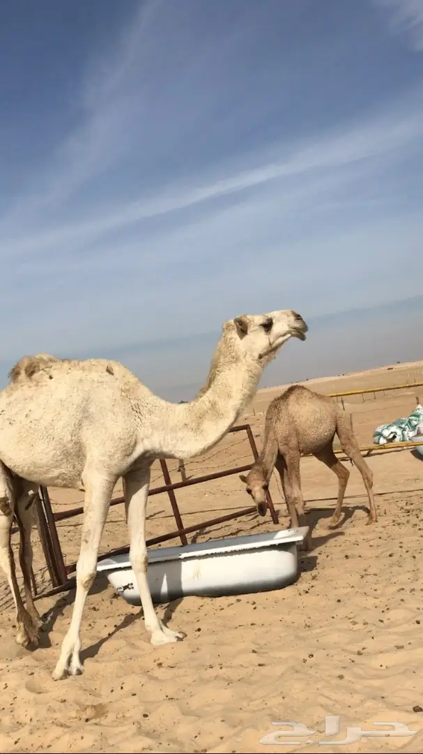 ضريبه وضحا ثنيه  (image 2)