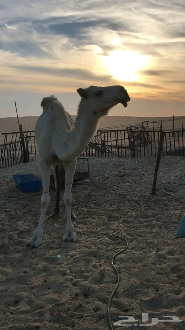 ضريبه وضحا ثنيه  (image 3)