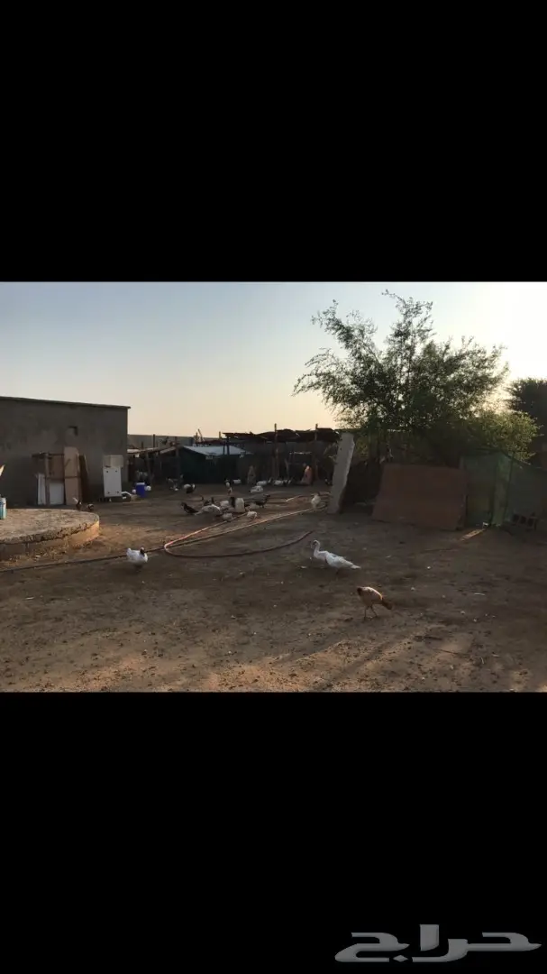 حوش للبيع  (image 2)