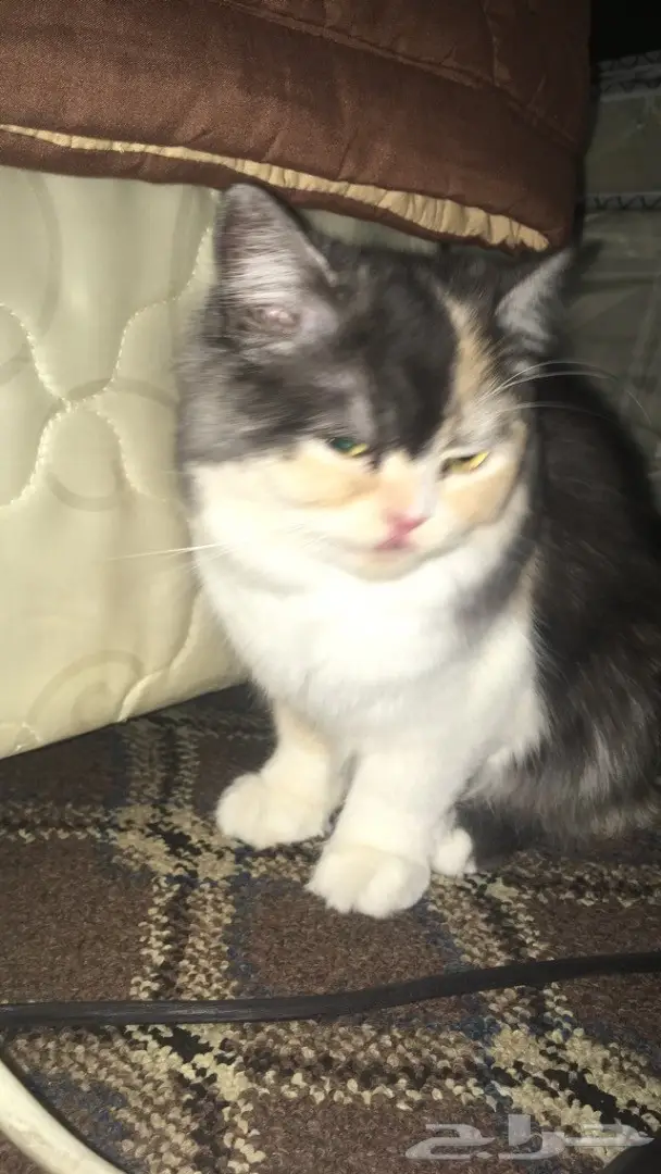 قطه شيرازي للبيع 