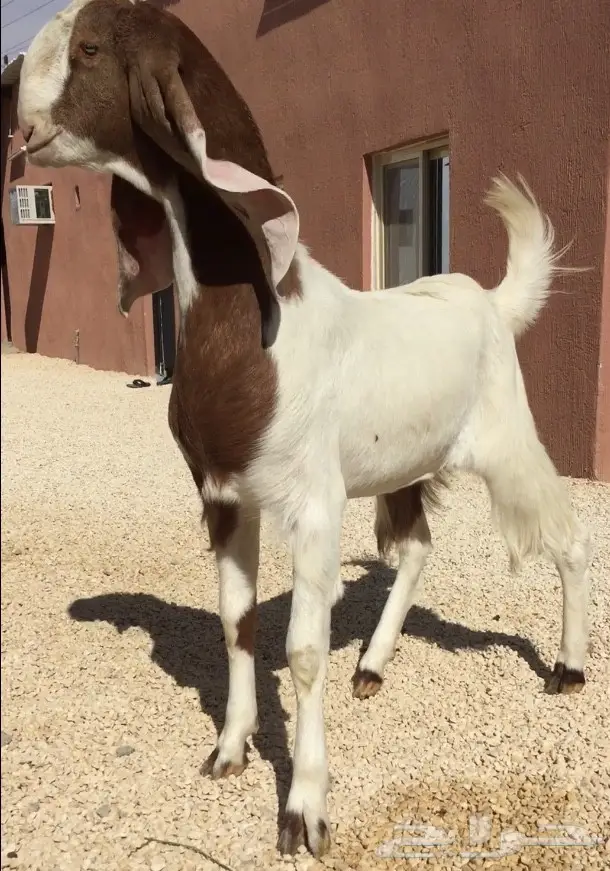 جفره طيبه (image 1)