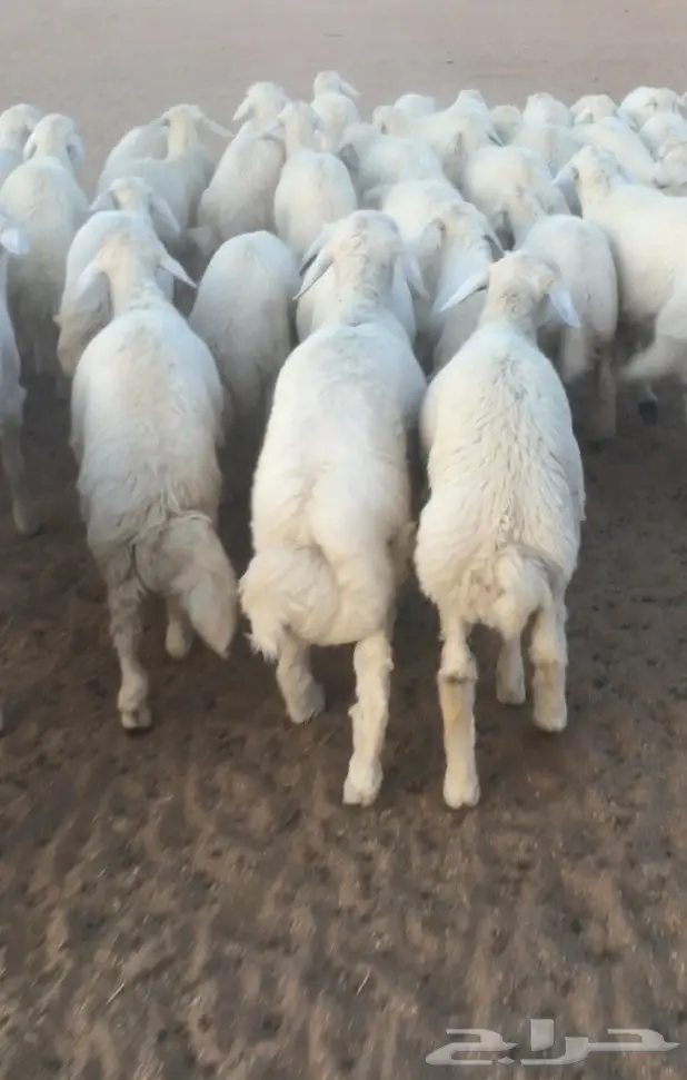 للبيع بهم حري جبر ونظيف  (image 2)