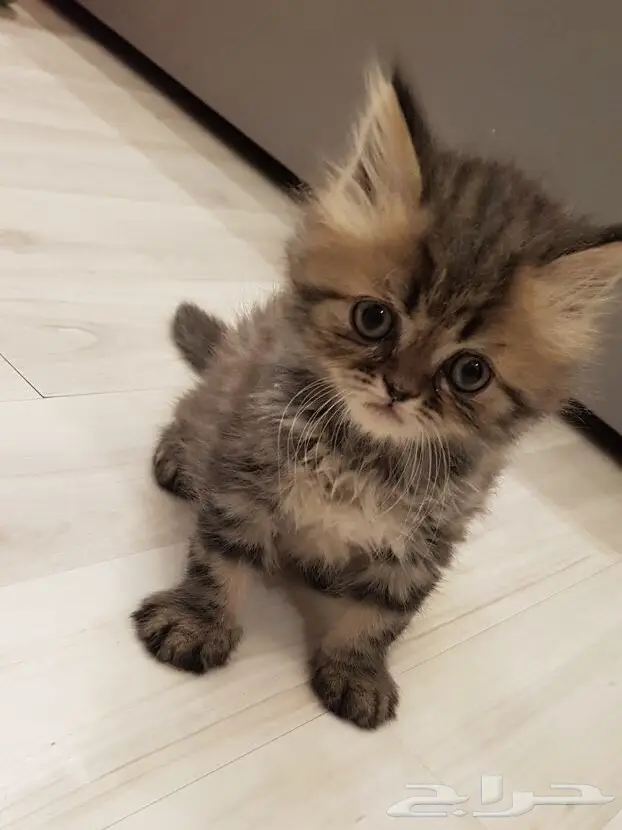 قطط هاف مون شيرازية بعمر الشهرين للبيع 