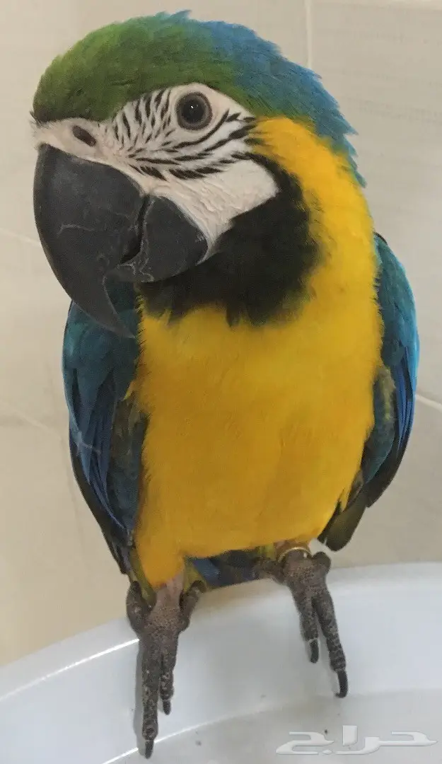 مكاو بغبغاء