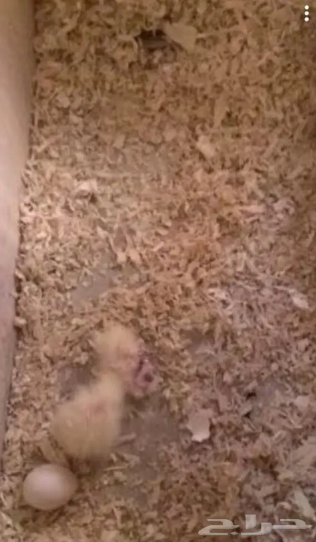 كروان منتج فرصه (image 2)