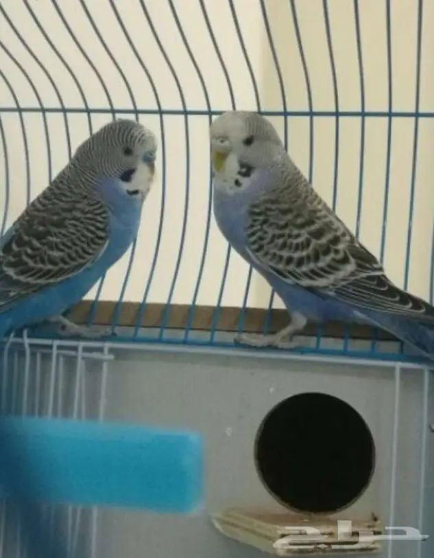 طيور حب للبيع 