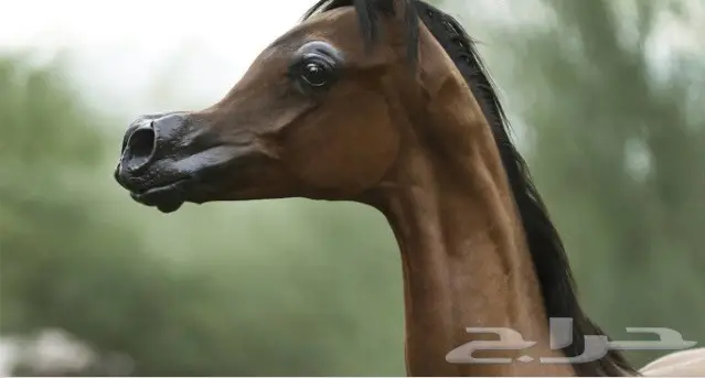 مزاد خيول للبيع  (image 1)