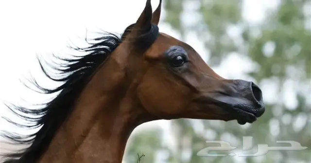 مزاد خيول للبيع 