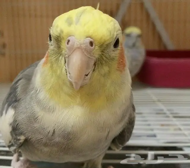 زوج كروان منتج  (image 1)