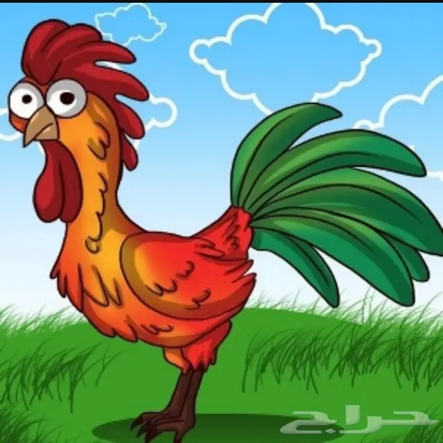 دجاج باكستاني - مطلوب بالجملة