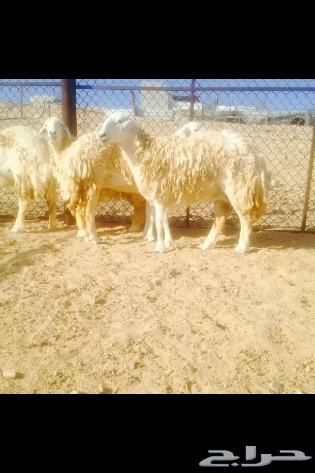 (املج) 6 نعاج صنف كفو مضاريع -الحد750ريال (image 6)