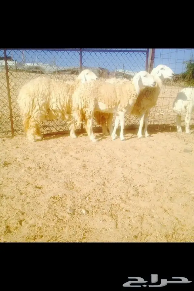 (املج) 6 نعاج صنف كفو مضاريع -الحد750ريال (image 7)