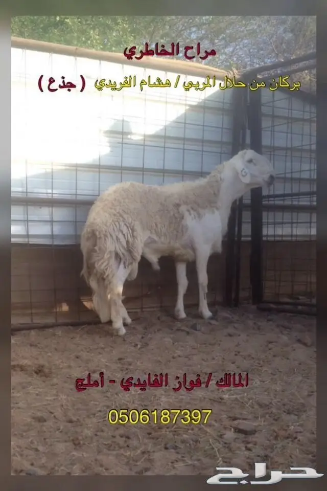 (املج) 6 نعاج صنف كفو مضاريع -الحد750ريال (image 10)