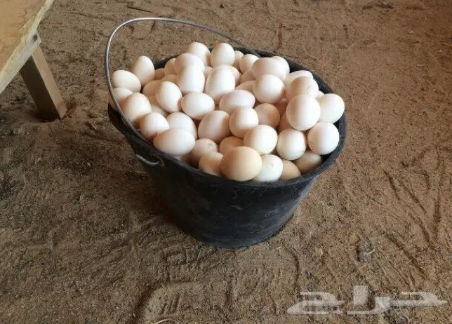 بيض بلدي النماص