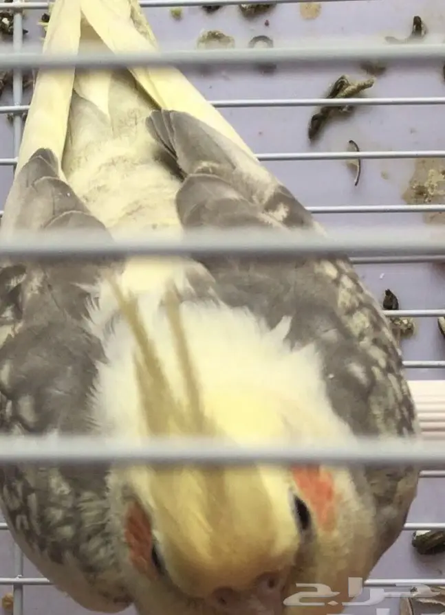 كروان منتج فرصه