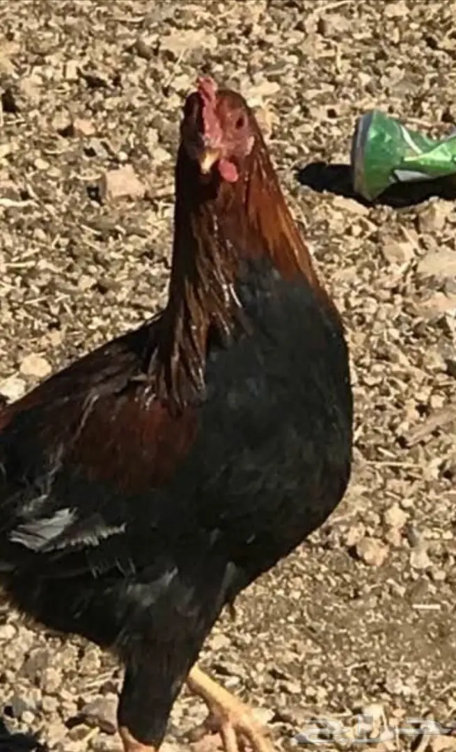 دجاج بلدي أصيل - فرصة ذهبية! (image 2)