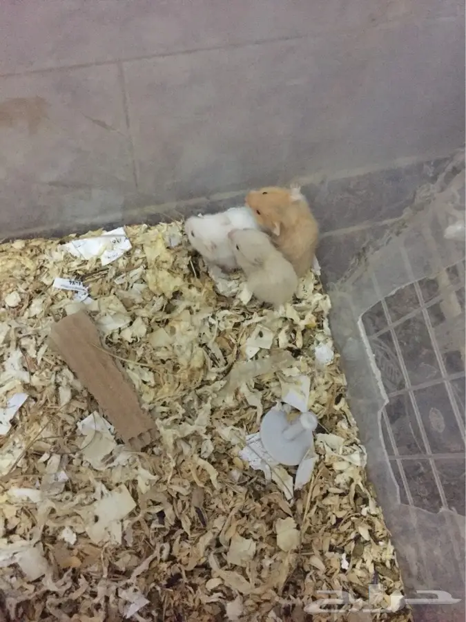 جوز هامستر (image 5)