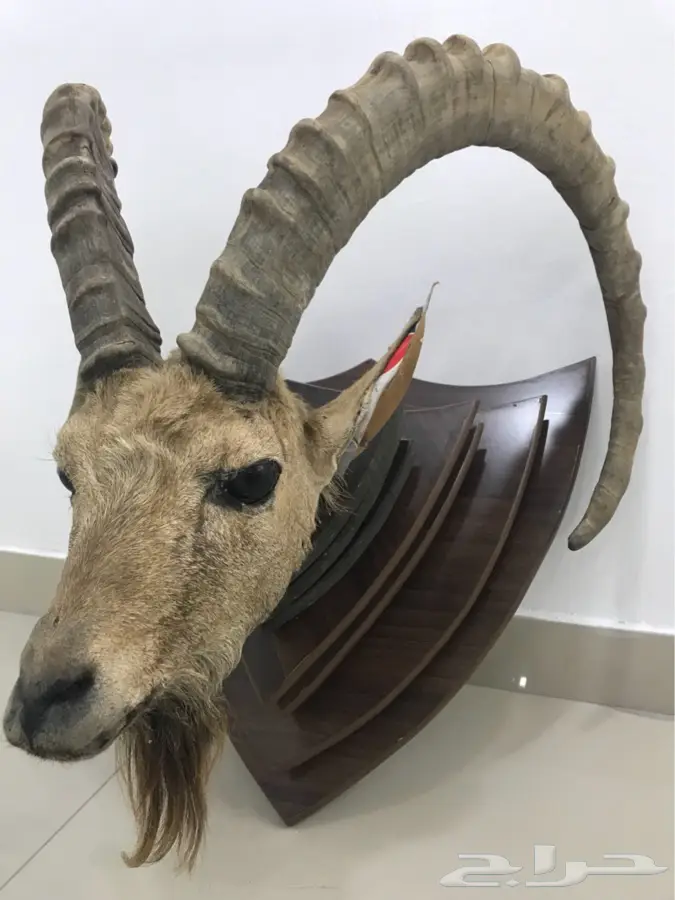 راس وعل محنط  (image 2)