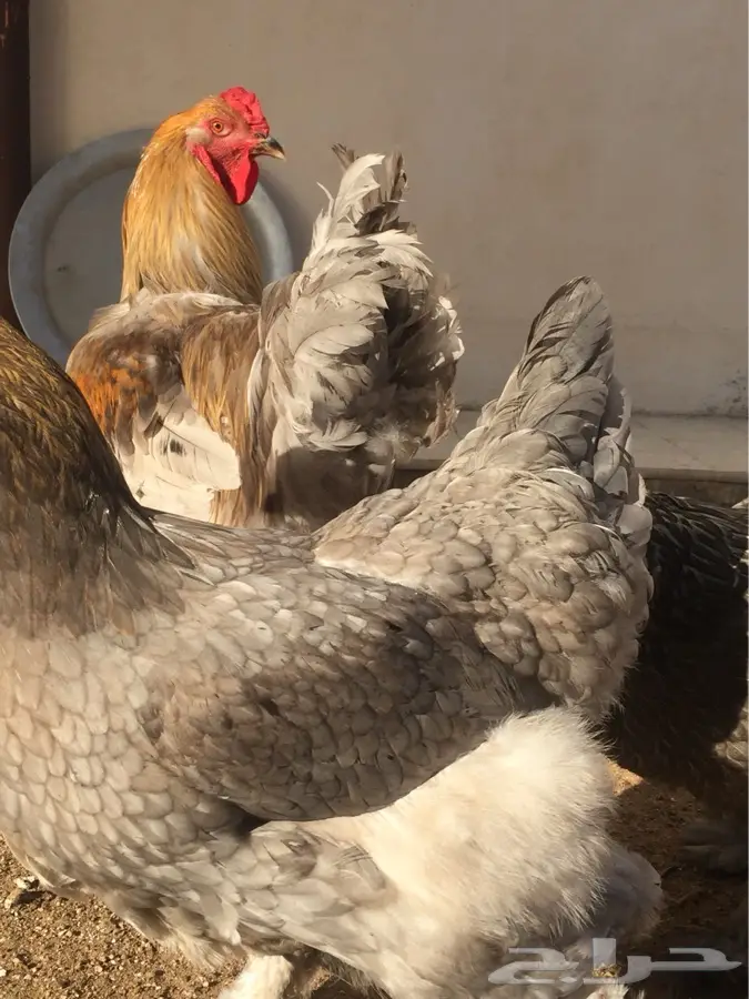 براهما فاخر (image 8)