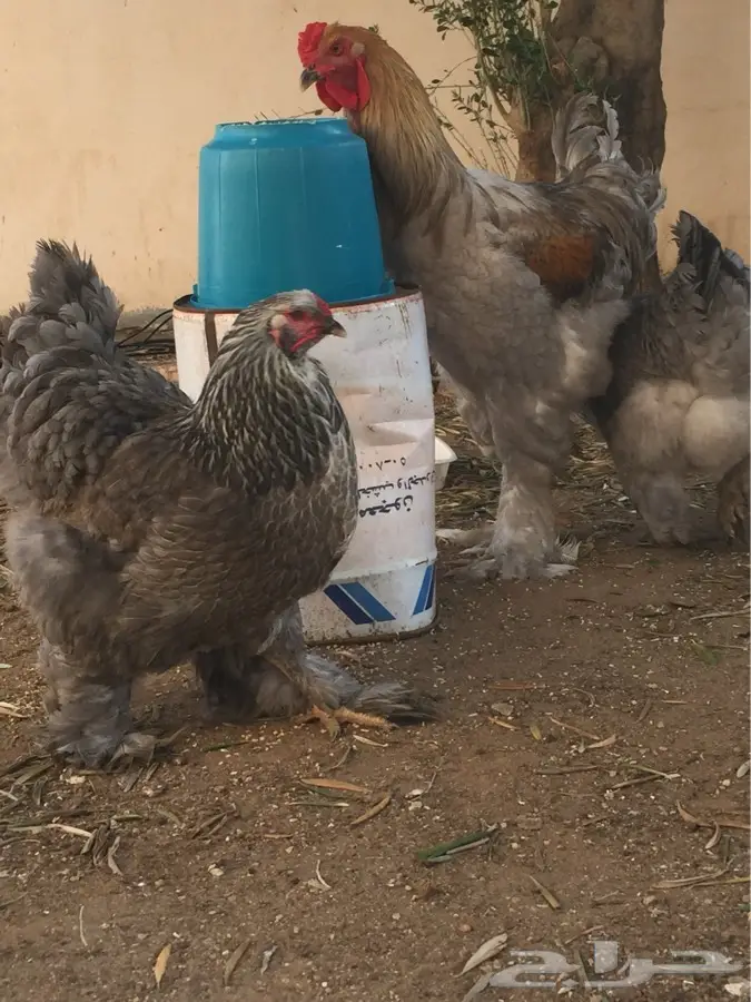 براهما فاخر (image 6)