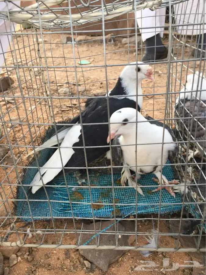 حمام للبيع زاجل و حب رمان و شيرازي (image 6)