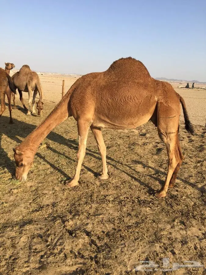 ناقتين لقحات للبيع (image 2)