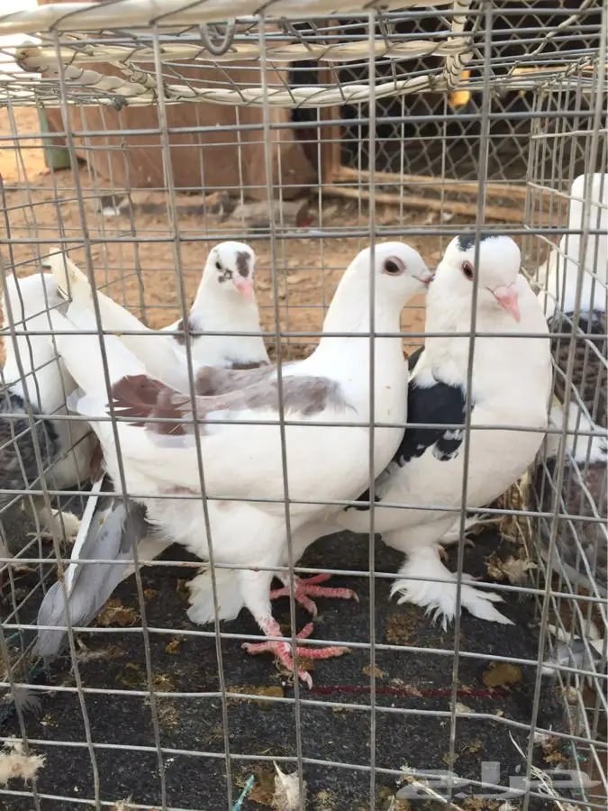 حمام للبيع زاجل و حب رمان و شيرازي (image 2)