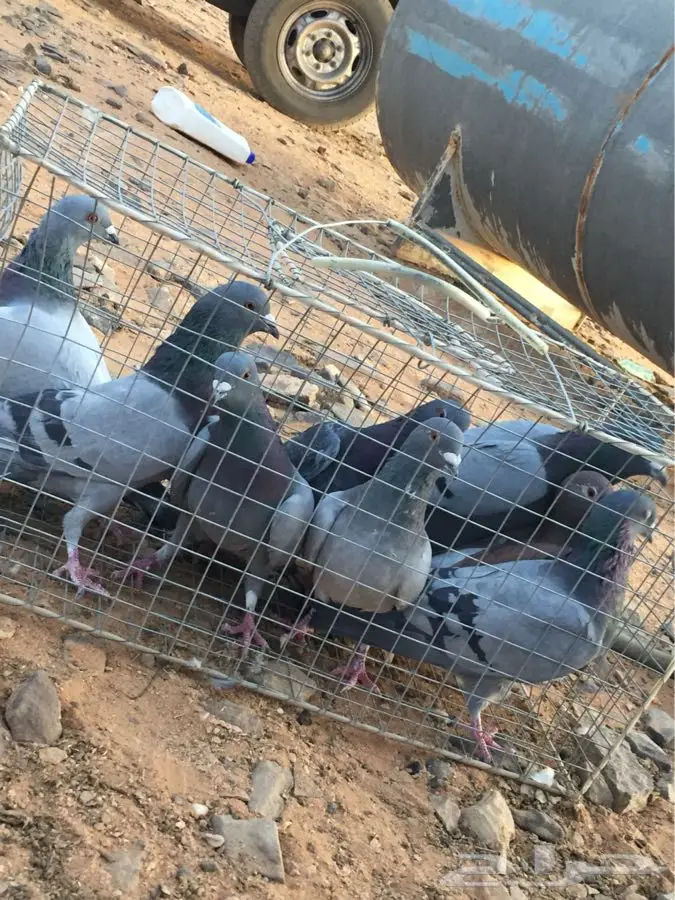 حمام للبيع زاجل و حب رمان و شيرازي (image 8)