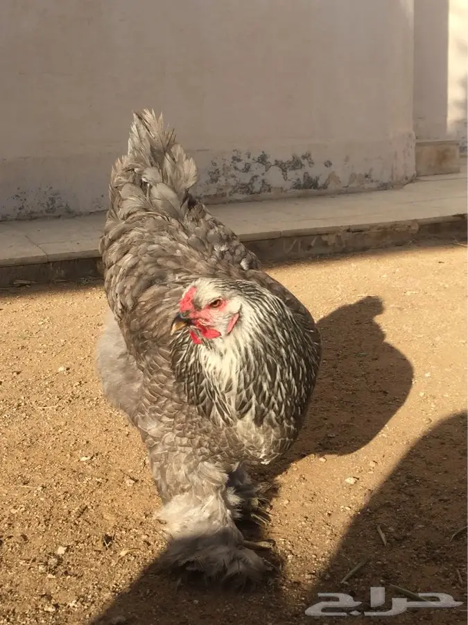 براهما فاخر (image 2)