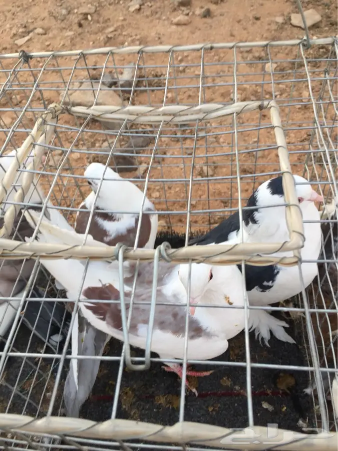 حمام للبيع زاجل و حب رمان و شيرازي (image 3)