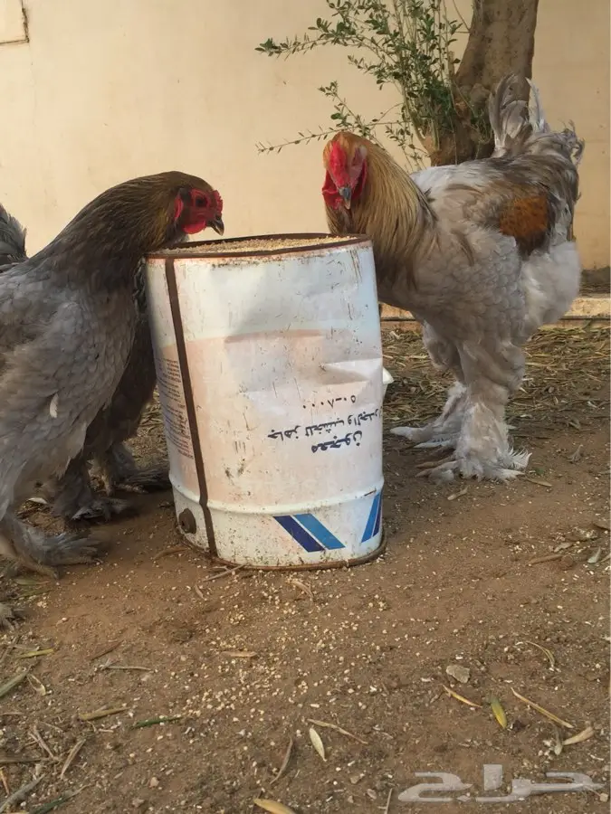 براهما فاخر (image 4)