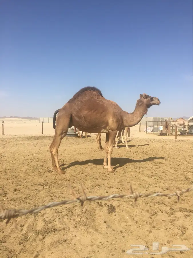 ناقتين لقحات للبيع (image 1)