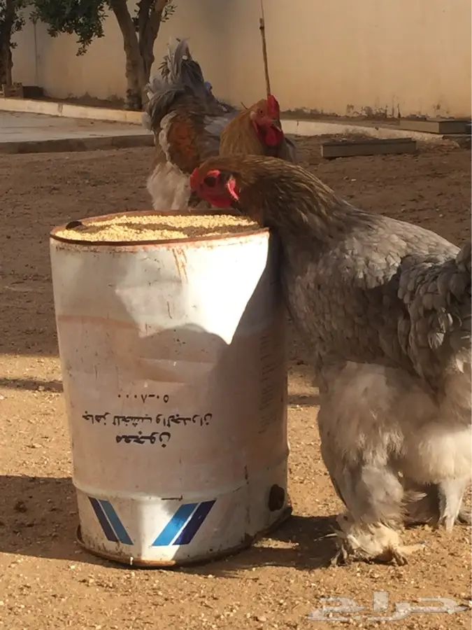 براهما فاخر (image 9)