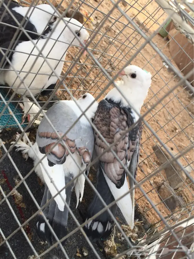 حمام للبيع زاجل و حب رمان و شيرازي (image 4)
