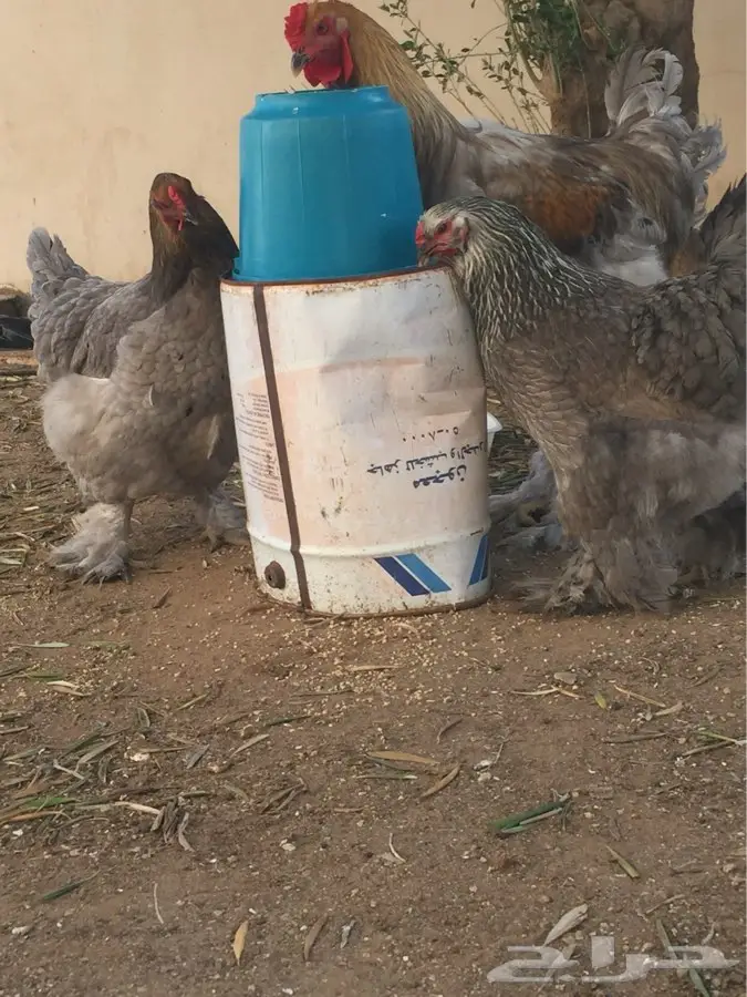 براهما فاخر (image 7)