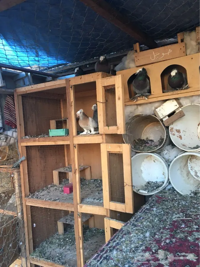 حمام للبيع (image 3)