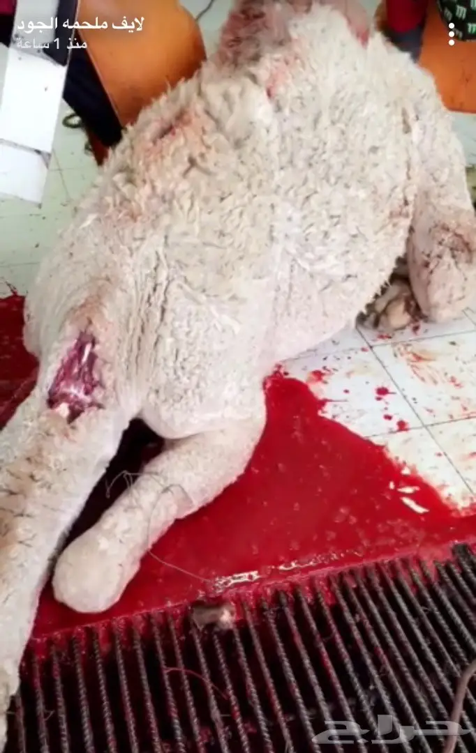 نحر اليوم حشو  بري  لباني زبدهه  (image 1)