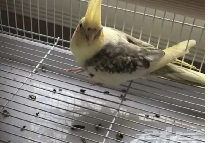 كروان منتج فرصه (image 1)