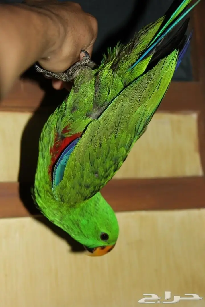 فرخ ذكر اكلكتوس اليف مفطوم 