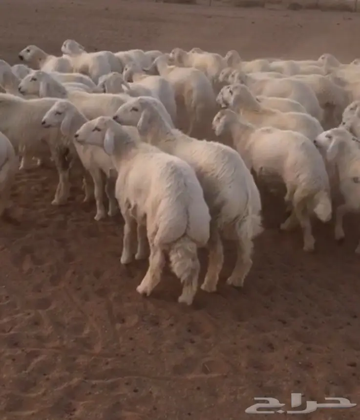 للبيع بهم حري جبر ونظيف 